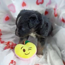 Cobalt (navy blue) - Black tri-color male Australian Shepherd puppy in Okeechobee, Florida from Rothsolid Puppies