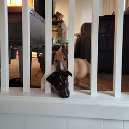 Bull Terrier Puppies from The Noble Bull Terriers