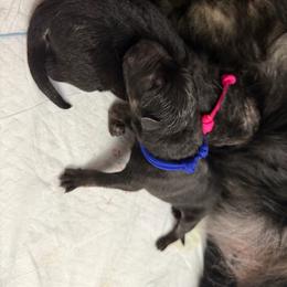 Blue Male - Bi-color male German Shepherd puppy in Saratoga Springs, Utah from Vom Stille Teufelshunde Kennels