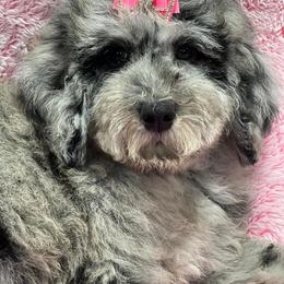 Cavapoo, Goldendoodle, Maltipoo, Morkie, Shihpoo, and Yorkipoo Puppies from Jenny La Bone