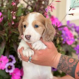 Ivy - Cream female Dachshund puppy in Mayville, Michigan from Teenie Little Hearts