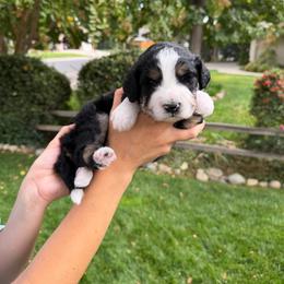 Elvis - Tri-color male Bernedoodle puppy in Yuba City, California from Ranch House Doodles