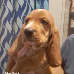 Basset Hound and Beagle Puppies from Orange Mountain Basset Hounds & Beagles