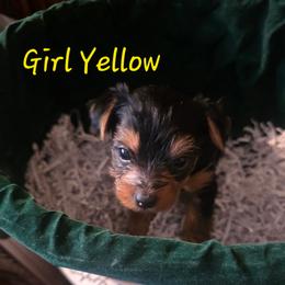 Girl Yellow - Black and gold female Yorkshire Terrier puppy in St. Louis, Missouri from Yorkieville - Shih Tzu Nation