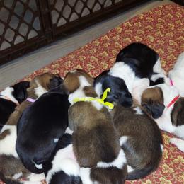 Basset Hound Puppies from Bodenhamer Hounds
