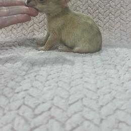 Lumière - Cream male Chihuahua puppy in Fort Myers, Florida from Gulfshore Chihuahuas