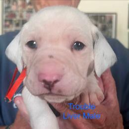 Trouble - White and liver brown male Dalmatian puppy in New Jersey from Prestige Dalmatians