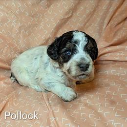 Pollock - Black and white male Cockapoo puppy in Sunset, Louisiana from Cano Cockapoos