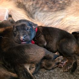 Red collar (Chilli) - Sable female German Shepherd puppy in Hermitage, Pennsylvania from Shepherds of the Hundred Acres