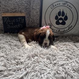 Majesty - Mahogany and white female Saint Berdoodle puppy in Traverse City, Michigan from Bare Paws Saint Berdoodles