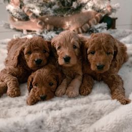 Goldendoodles from Gentry Goldendoodles