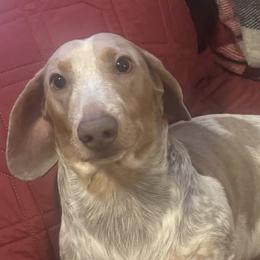 Cooper - Dachshund
