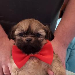 Spankie - Sable male Shih Tzu puppy in Newport, Arkansas from Gina's Lil Zues and Yorkies Kennel