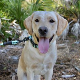 Lady - Labrador Retriever