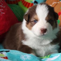Mojito - Red tri-color male Australian Shepherd puppy in Springville, New York from RisingStar Australian Shepherds