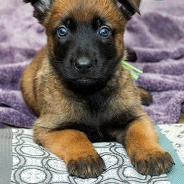 Green Collar Male - Fawn male Belgian Malinois puppy in Fredonia, Arizona from Zion Malinois