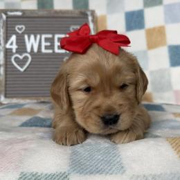 Golden Retriever Puppies from Hailey’s goldens