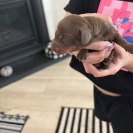 Brownie - Chocolate and tan female Dachshund puppy in Tomball, Texas from Gutierrez House of Doxies