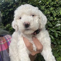 Pink collar girl - Parti female Goldendoodle puppy in Fairfield, California from Twin Sisters Doodles
