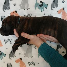 Baby blue - Black brindle male Cane Corso puppy in Los Lunas, New Mexico from Top Gun Kennels NM