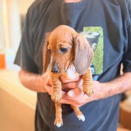 Rachel - Red female Dachshund puppy in Gavilan Hills, California from Bacchanal Kennel/Ranch