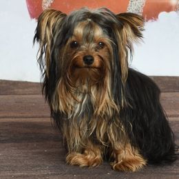 DeSoto - Yorkshire Terrier