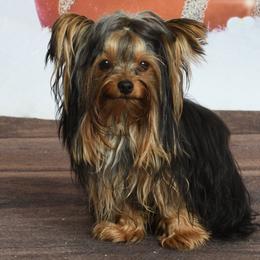 DeSoto - Yorkshire Terrier