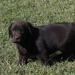French Bulldogs and Labrador Retrievers from Hurley Labradors and French Bulldogs