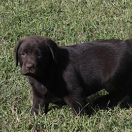 French Bulldogs and Labrador Retrievers from Hurley Labradors and French Bulldogs