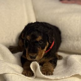 Doris - Black and tan female Airedale Terrier puppy in Thomasville, North Carolina from Beitzel Babies