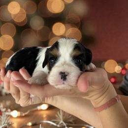 Maverick - Tri-color male Cavalier King Charles Spaniel puppy in Gonzales, Texas from Veach Cavaliers & Farm