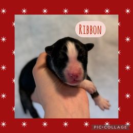 Ribbon - Black and white male Siberian Husky puppy in Southampton, New Jersey from First Frost Kennels
