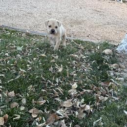 Rudolph - Fawn male Cane Corso puppy in Utah from 3Lake Kennelz