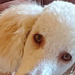 Lucy - Poodle