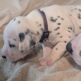 Boy 1  LIBERTY - White and black male Dalmatian puppy in Sebring, Florida from God It Covered In Spots Dalmatians