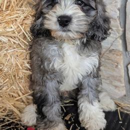 Ian - Merle male Cockapoo puppy in Salt Lake City, Utah from Utah Cocker Spaniels