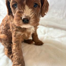 Angel - Red female Cavapoo puppy in Adrian, Oregon from ApplebyFarm