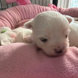 Marley - White male Maltese puppy in Coats, North Carolina from Angie's Puppies