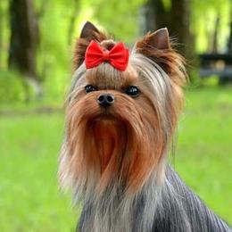 Polo - Yorkshire Terrier