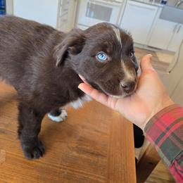 Cinch - Red & white male Australian Shepherd puppy in Kingman, Arizona from Long Mt Aussies