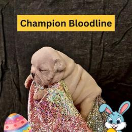 Kiko - Black tri-color male Bulldog puppy in Tremonton, Utah from Snuggle Pups