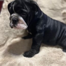 Bulldog Puppies from BUBBABULL