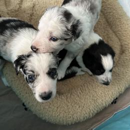 Border Collie Puppies from Roaring River Border Collies