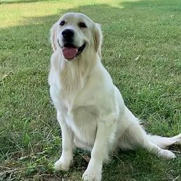 Sunny - Golden Retriever