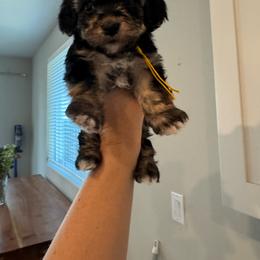 Ivy - Black and tan female Cavapoo puppy in Lafayette, Oregon from Wine Country Cavapoos