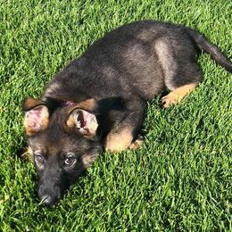 German Shepherds and German Shorthaired Pointers from Z Haus Kennels