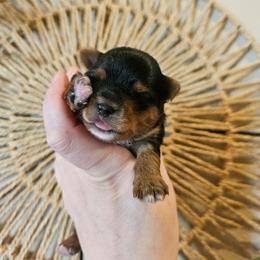 Twyla - Black and tan female Yorkshire Terrier puppy in Moses Lake, Washington from Harmony Hills Yorkies