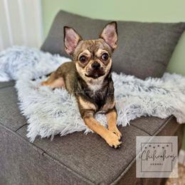 Trixie - Chihuahua