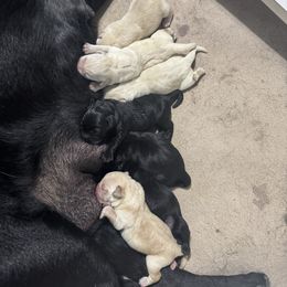Light blue collar - Black male Labrador Retriever puppy in Beaverdam, Virginia from Riverside Sunset Labrador Retrievers