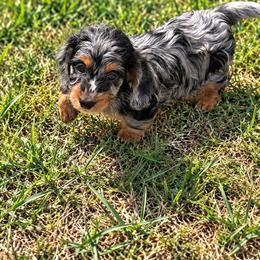 Frosty - Dapple female Dachshund puppy in Pleasant Plains, Arkansas from JGBs Silver Spur Dachshunds
